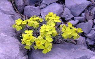 Natječaj za novinarsku nagradu Velebitska degenija