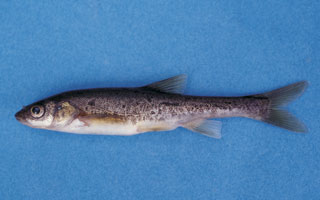 Istražni radovi na području buduće HE Ombla