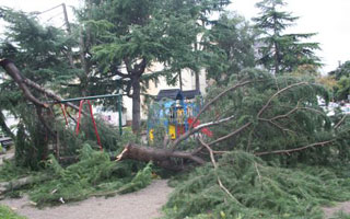 Na riječkom području orkanska bura ruši stabla na elektroenergetsku mrežu