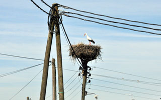 HEP-ova pomoć u zaštiti bijele rode