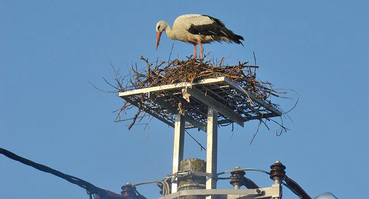 Svjetski dan bijelih roda