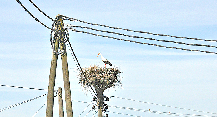 Dan roda – 13 godina HEP-ove sustavne zaštite bijele rode 
