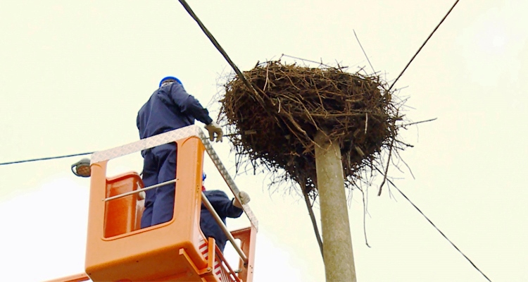 HEP ODS prezentiran kao primjer mjera zaštite ptica
